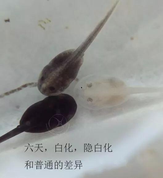 蝌蚪国产,揭开神秘国度的神秘面纱